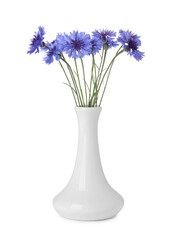 Beautiful bouquet of cornflowers in vase isolated on white