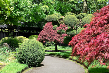 japanese gardens in kildare in spring