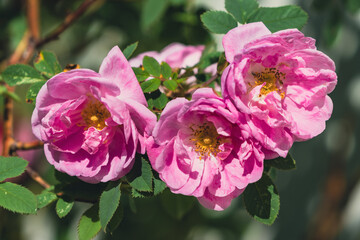 Hurdalsrosa rose in blossom.