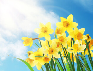 Beautiful yellow daffodils outdoors on sunny day