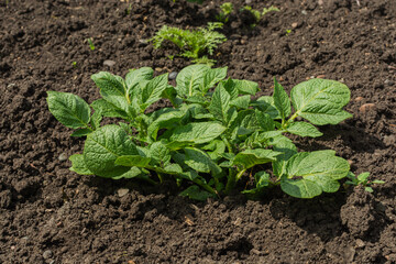 Green leaves of potatoes on a background of soil. Cultivation of a crop of potatoes in the garden and field
