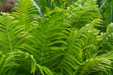 Large leaves of a tree fern in the garden