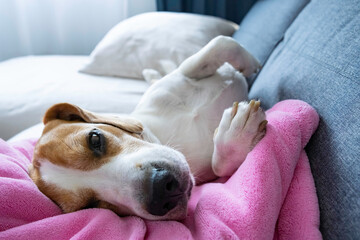 Beagle dog taking a nap on sofa on pink baby blanket. Dog background