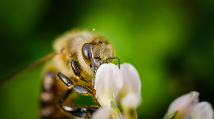 Bee collecting nectar from a flower of cloverin sunny summer day closeup