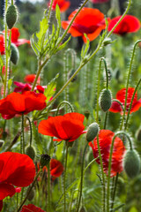 Flowers Red poppies blossom on wild field. Beautiful field red poppies with selective focus