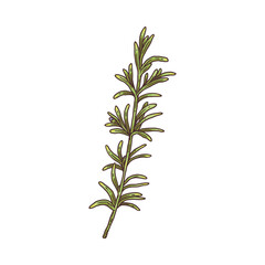 Fresh rosemary sprig with green leaves engraving vector illustration isolated.