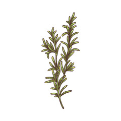 Rosemary plant branch with two twigs - isolated drawing of herb