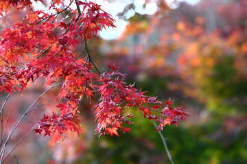 紅葉