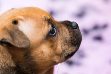 Staffordshire bull terrier, wonderful puppies from professional breeding of purebred dogs in Poland.