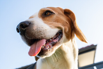Closeup of Beagle dog head, cooling off, looking away with tongue out in summer heat against blue...