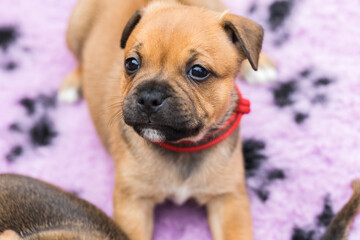 Staffordshire bull terrier, wonderful puppies from professional breeding of purebred dogs in Poland.