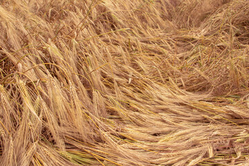 Wheat field with fallen ears after strong wind and rain