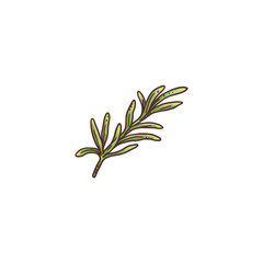 Green fresh rosemary sprigs colored engraving vector illustration isolated.