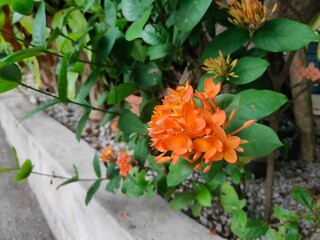 orange flower bed