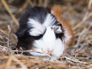 Cute Pet Guinea Pig