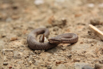Żmija zygzakowata, Vipera berus, European viper