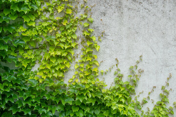 Green ivy wall. Texture or background. A lot of leaves.