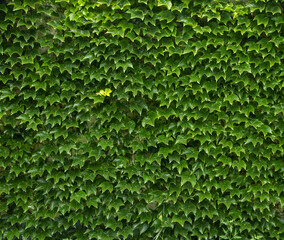 Green ivy wall. Texture or background. A lot of leaves.