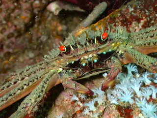 close up of a lobster