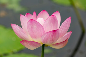 Bright tender pink dissolved lotus flower on a blurred green background