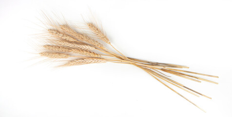 spikelets of wheat on a white background