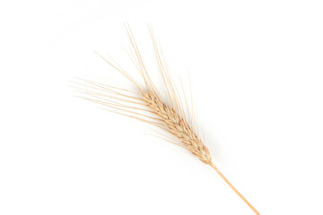 Fototapeta premium Golden wheat spikelet on a white background.