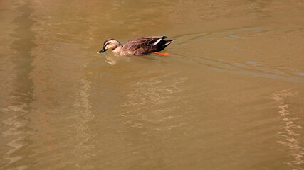 Swimming Spot-Billed Duck (Anas Zonorhyncha) on The Water