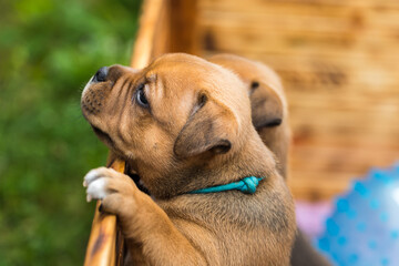 Staffordshire bull terrier, wonderful puppies from professional breeding of purebred dogs in Poland.