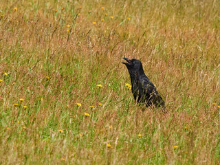 Fototapeta premium A crow in amongst ruddy long grass and wild flowers, basking in the sunshine with open beak and seeming to pant in the summer heat.