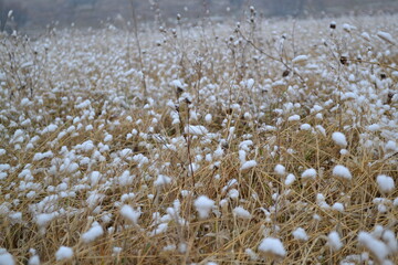 geese in the snow. snow on the grass. snow on the field.