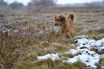 dog in the snow