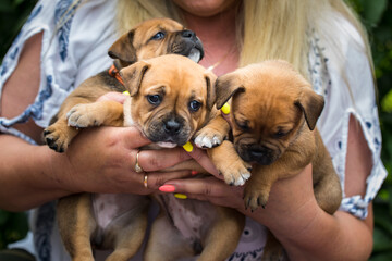 Staffordshire bull terrier, wonderful puppies from professional breeding of purebred dogs in Poland.