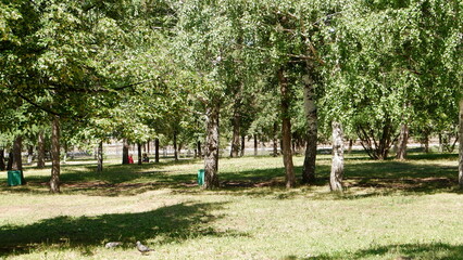 sunny day in summer Russia