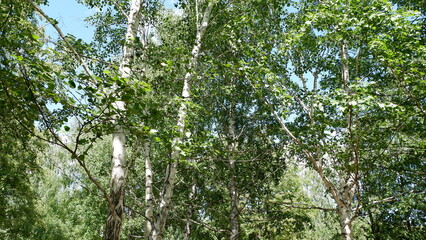 sunny day in summer Russia