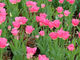 Colorful flowers that grow in the city garden.