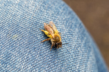 Bee sits on a human on blue jeans