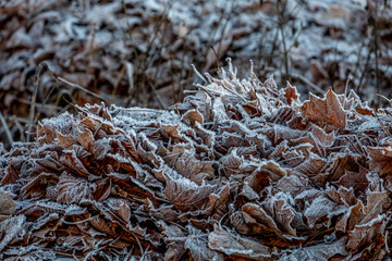 leafs in frost