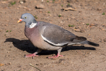 The red pigeon (Columba palumbus)