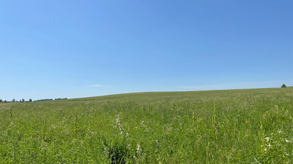 green field and blue sky