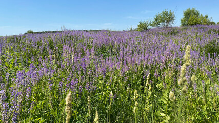 field of lavender