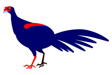 The Pheasant bird. Vector illustration on a white background.