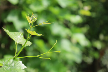 Bonn Germany June 2021 Leaves of the young growing vine on the vines against a green background in natural sunlight