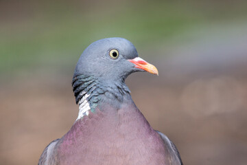 The red pigeon (Columba palumbus)