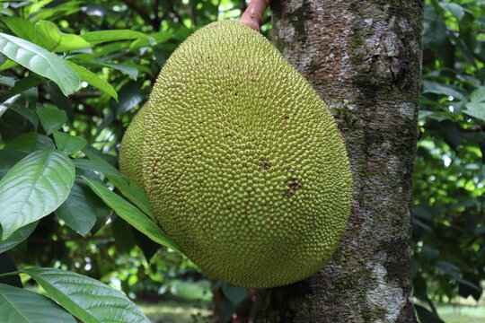 raw jackfruit stock on tree in the farm