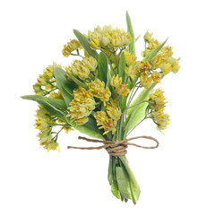 Fresh Linden flowers bouquet tied up with string isolated on white background, clipping path