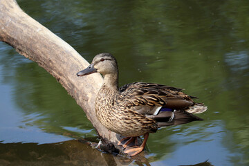 Mallard duck resting on a fallen tree in water. Female wild duck at summer lake