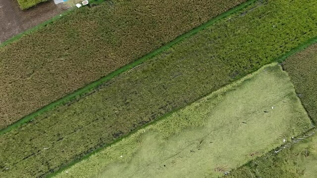 Natural rice farm field aerial top down view from drone flying sideway above slowly