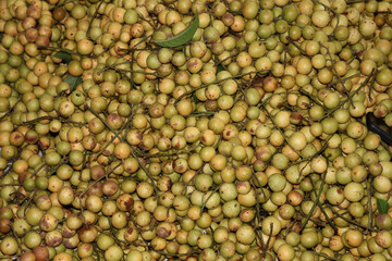 tasty baccaurea motleyana stock on farm
