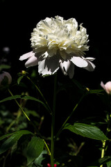 The Pentecost (Paeonia officinalis)