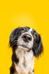 Funny dog with shocked and curious face expression. Isolated on yellow background